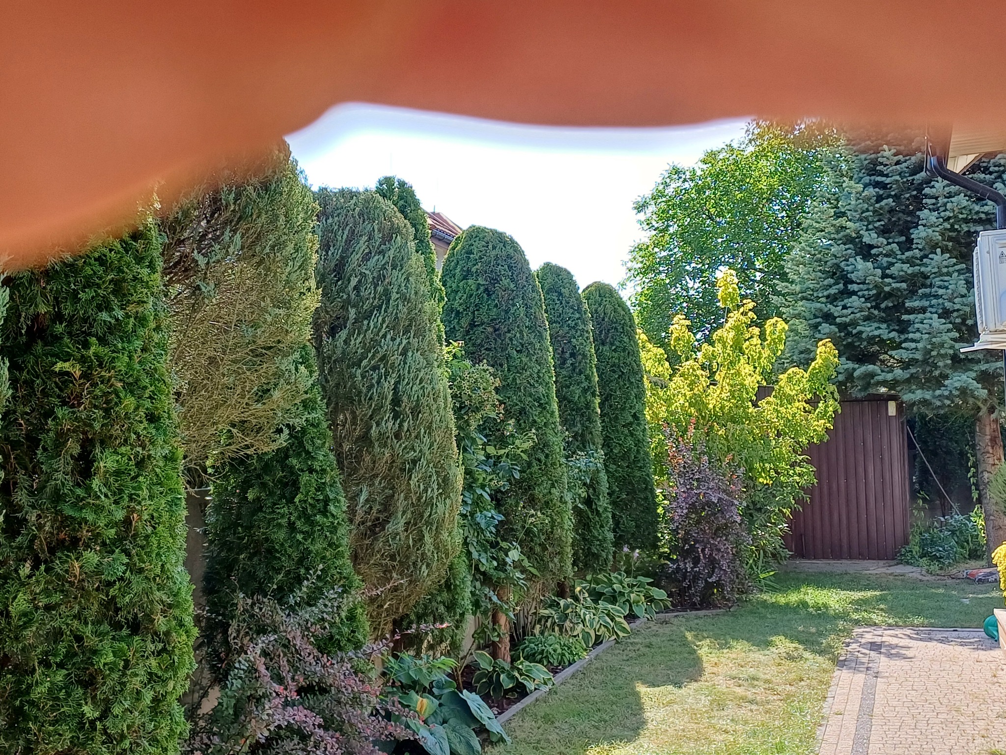 Rząd gęstych, zielonych tuj formuje żywopłot w słonecznym ogrodzie. Widoczne krzewy i trawnik, fragment budynku w tle, a w górnej części kadru fragment dłoni.