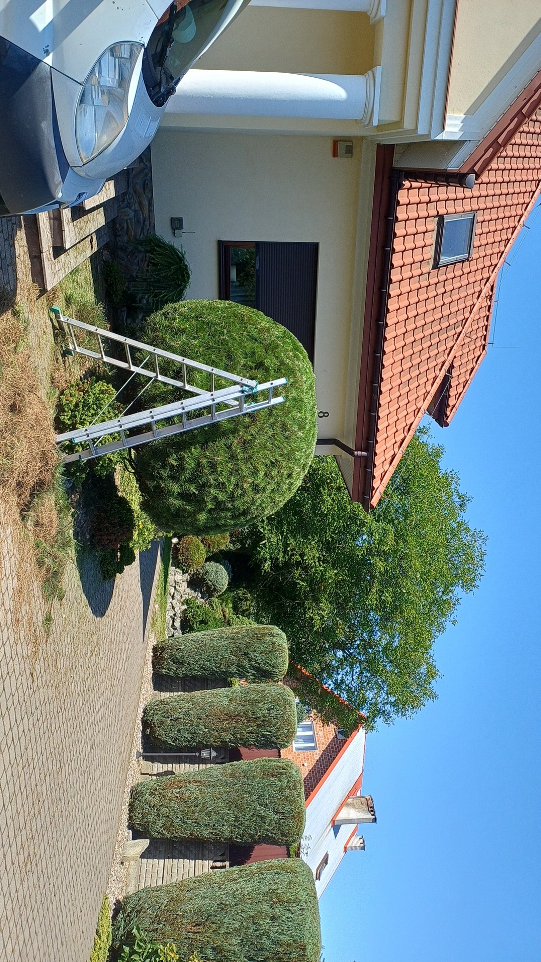 Kształtne krzewy i drzewo w formie kuli, przy którym stoi aluminiowa drabina. Widok na dom z czerwoną dachówką i fragment zaparkowanego auta.