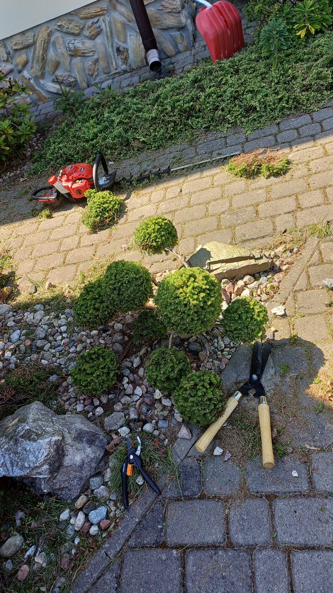Kaskadowa kompozycja z kulistych krzewów na tle kostki brukowej i kamieni. Widoczne narzędzia ogrodnicze: sekatory, nożyce do żywopłotu i kanister.