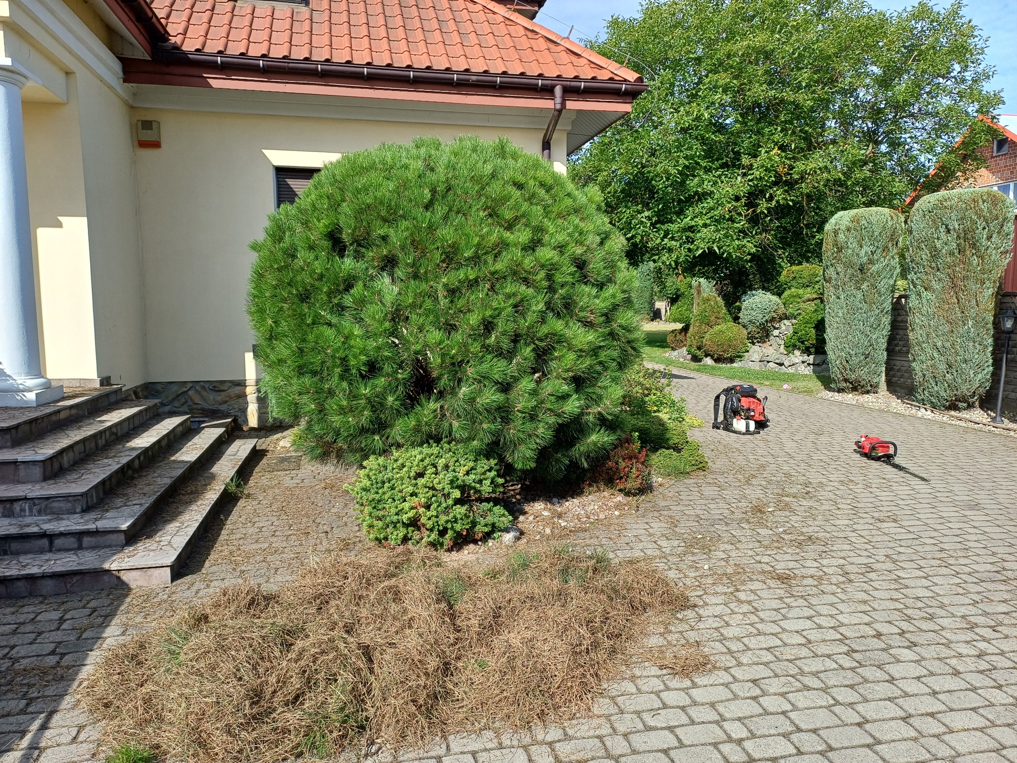Krzew przed domem po przycięciu, z widocznymi narzędziami ogrodniczymi i stertą ściętych gałązek na kostce brukowej. Widok na zadbany ogród i elewację budynku.
