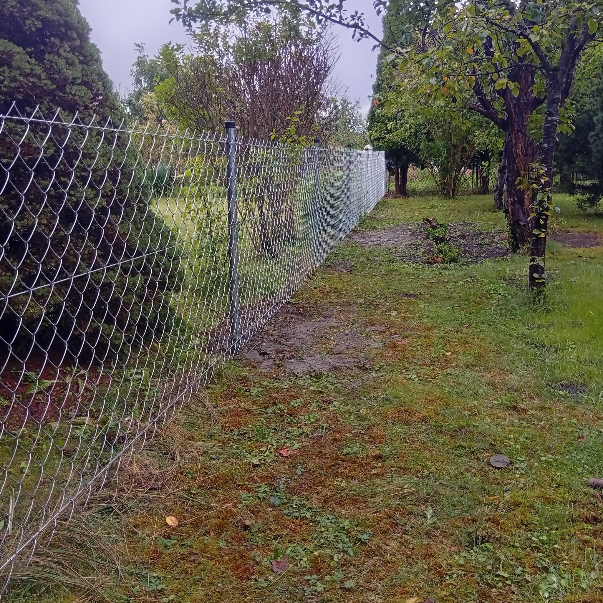 Długi, srebrny płot z siatki ogrodzeniowej rozciąga się wzdłuż zarośniętego trawnika, otoczony drzewami i krzewami w pochmurny dzień.