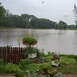 Wyprowadzanie psów Zabrze 1