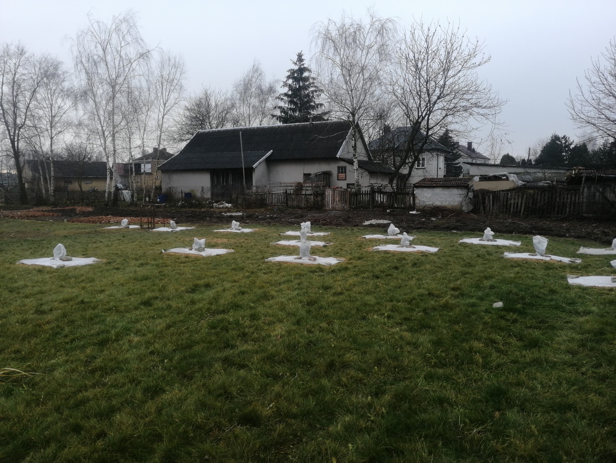 Przygotowany teren pod sadzenie drzewek, zabezpieczone sadzonki w osłonach na trawiastym terenie, w tle zabudowania gospodarcze i drzewa bez liści.