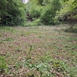 Maciej Janik - Świeżo skoszona trawa i resztki gałęzi na tle zieleni drzew. Teren po wycince z widocznymi śladami pracy, liście i drobne gałązki na trawie. Ujęcie z poziomu ziemi.