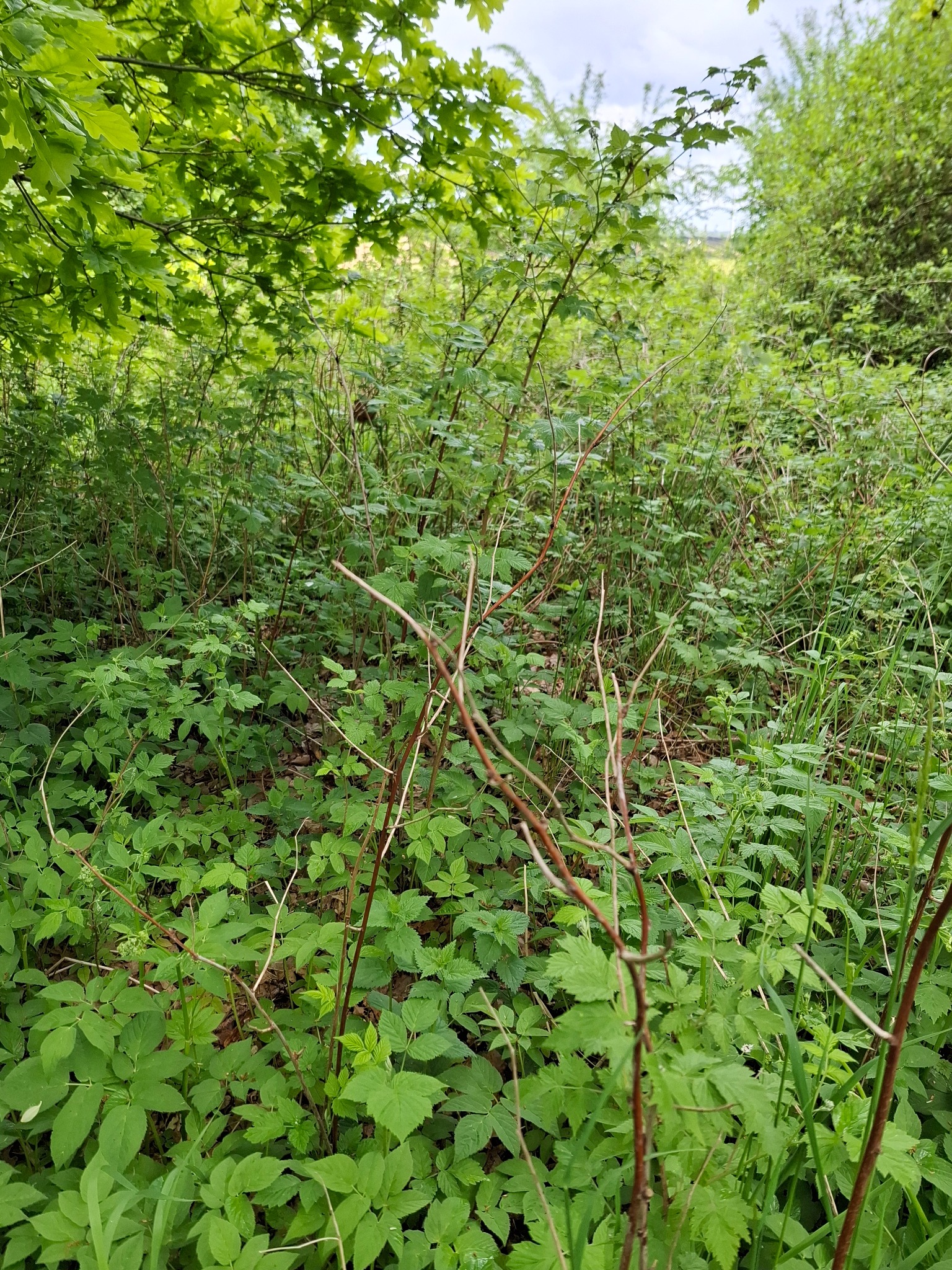 Zarośnięty teren z widocznymi chwastami i młodymi drzewkami. Bujna roślinność w naturalnym środowisku, gęste zarośla przed pielęgnacją ogrodu.