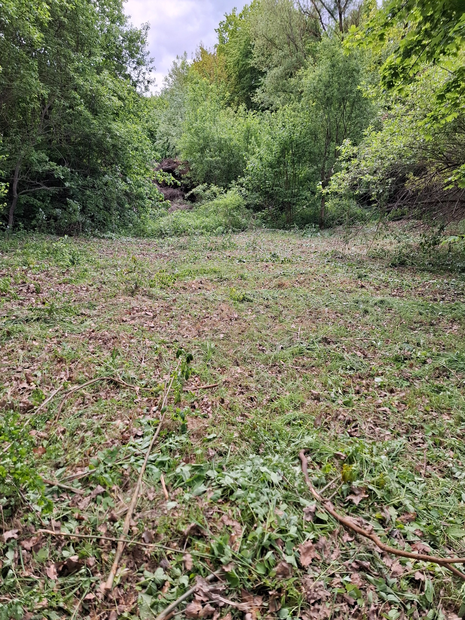 Świeżo skoszona trawa i resztki gałęzi na tle zieleni drzew. Teren po wycince z widocznymi śladami pracy, liście i drobne gałązki na trawie. Ujęcie z poziomu ziemi.