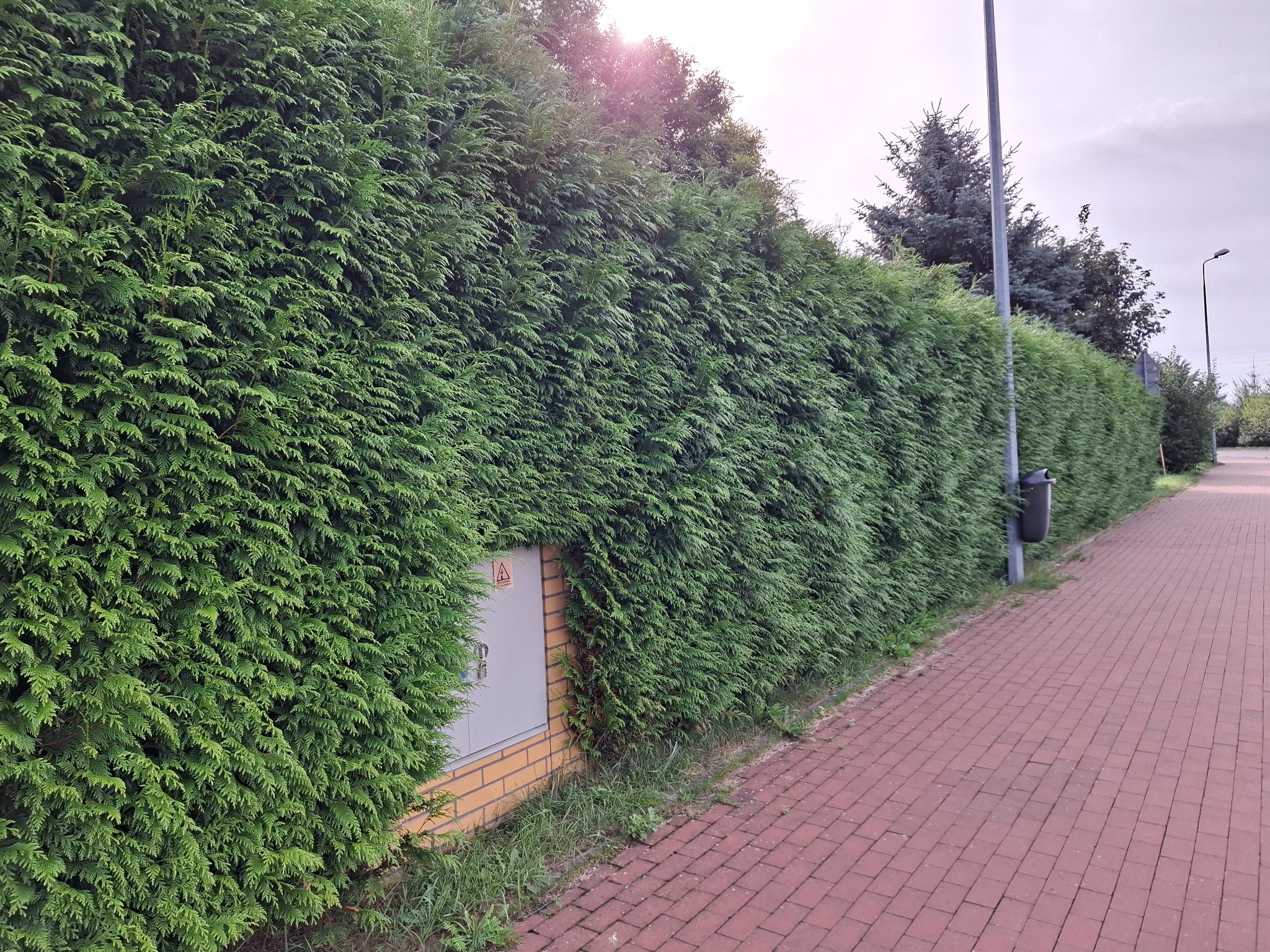 Długi, gęsty żywopłot z tui szmaragdowej, równo przycięty, biegnący wzdłuż chodnika z czerwonej kostki. Widoczny słup oświetleniowy i skrzynka elektryczna.