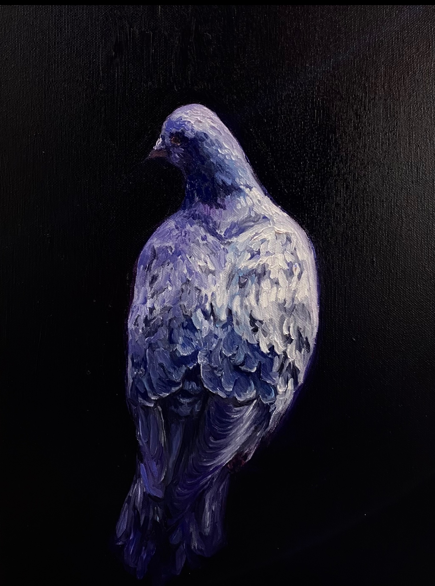 Studium gołębia, obraz olejny, 2023, Weronika Tlałka