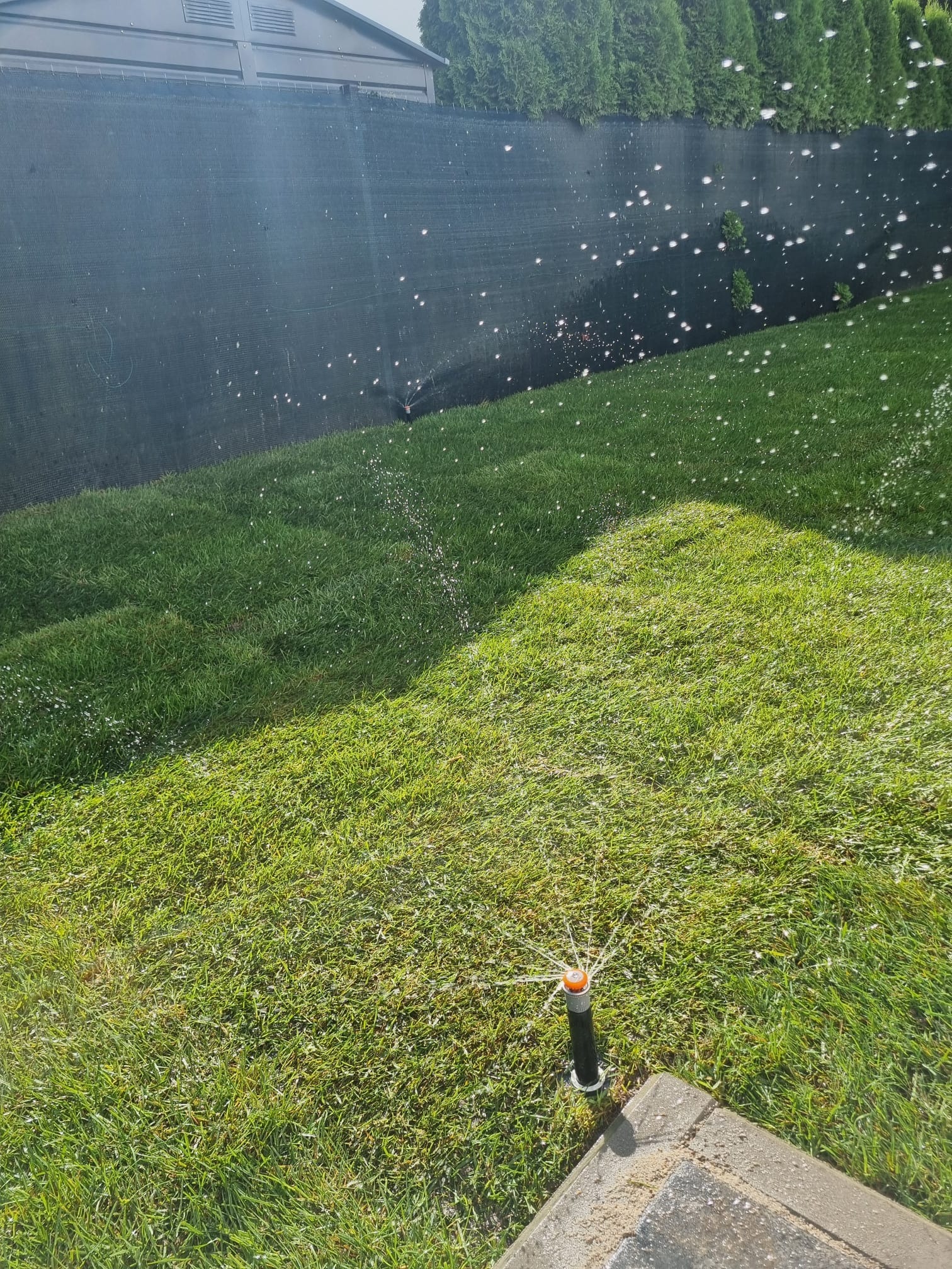 Automatyczny system nawadniania trawnika w ogrodzie z czarną siatką cieniującą w tle. Woda rozpryskiwana przez dyszę zraszającą. Słońce oświetla trawnik.