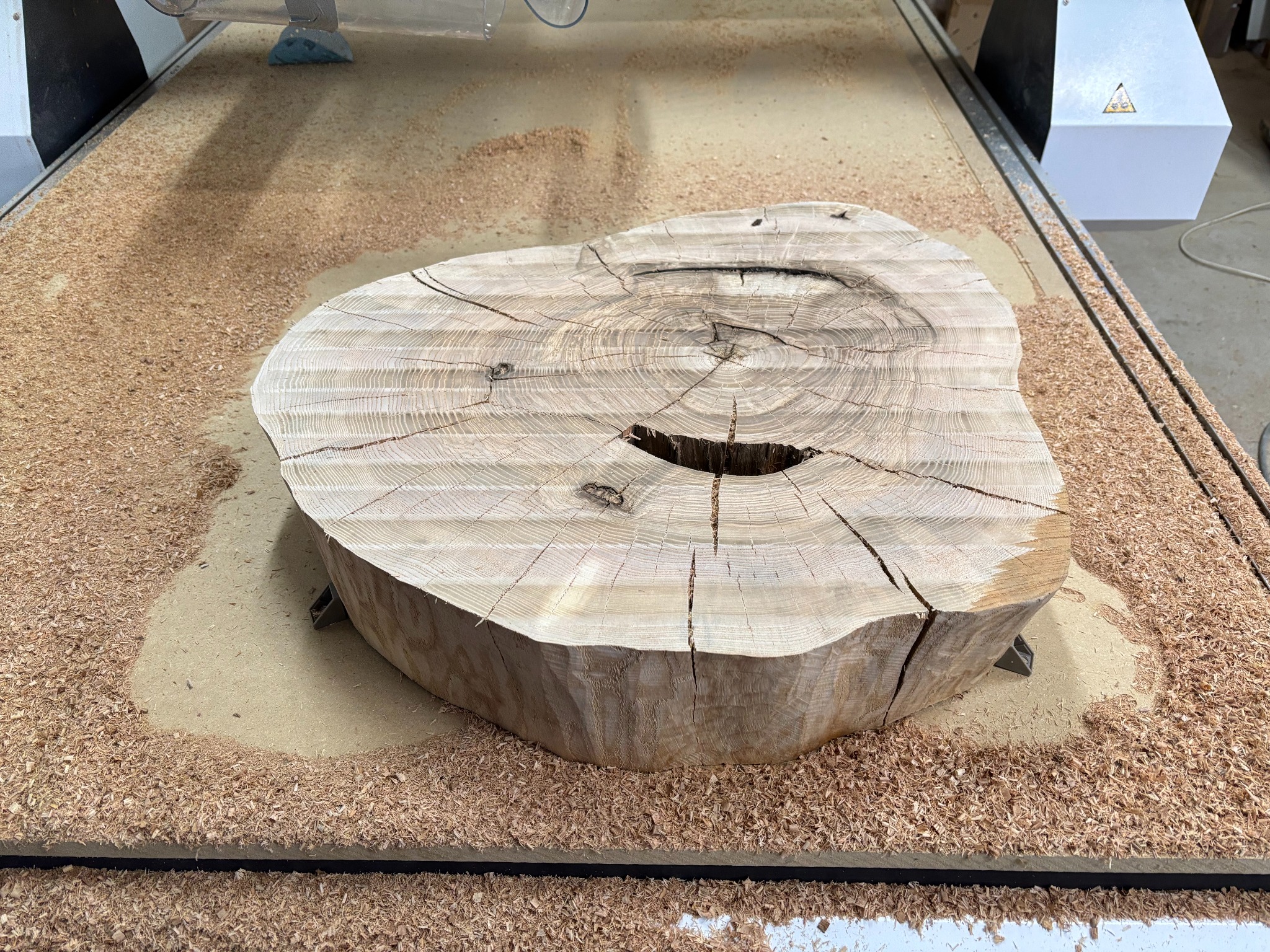 Fragment pnia drzewa z widocznymi słojami, poddany obróbce na maszynie CNC, otoczony wiórami. Jasne drewno, precyzyjne wykończenie.