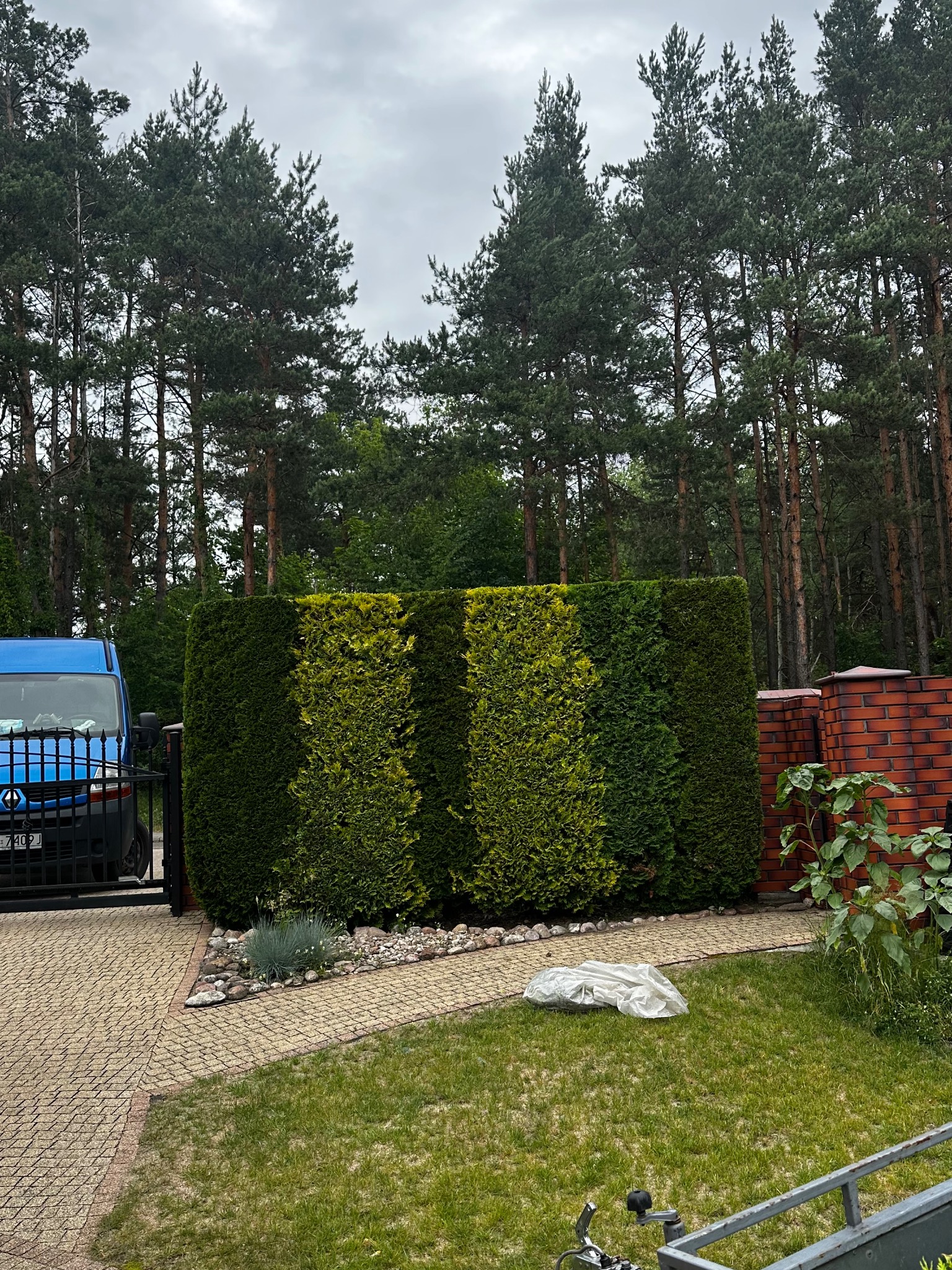 Równy żywopłot z tuj, z widocznymi śladami świeżego przycinania, na tle wysokich sosen i błękitnego busa. Kostka brukowa i trawnik w kadrze.