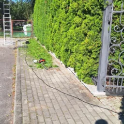 Formowany żywopłot z resztkami strzyżenia, nożyce elektryczne i drabina w tle. Widoczny cień osoby. Słoneczny dzień.