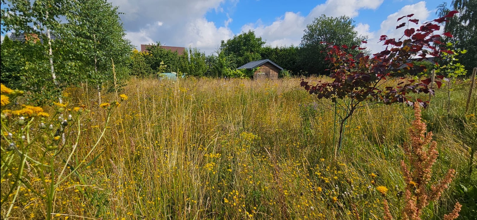 Zarośnięta działka z wysoką trawą i żółtymi kwiatami, w tle drewniana altana i drzewa. Na pierwszym planie drzewko o purpurowych liściach.
