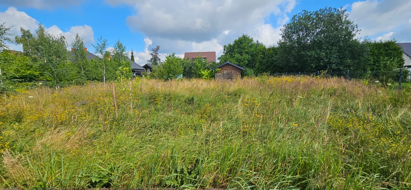 Zarośnięta działka z wysoką trawą i chwastami w Trąbkach Wielkich, widok na domy w tle i drewnianą szopę, słoneczny dzień.