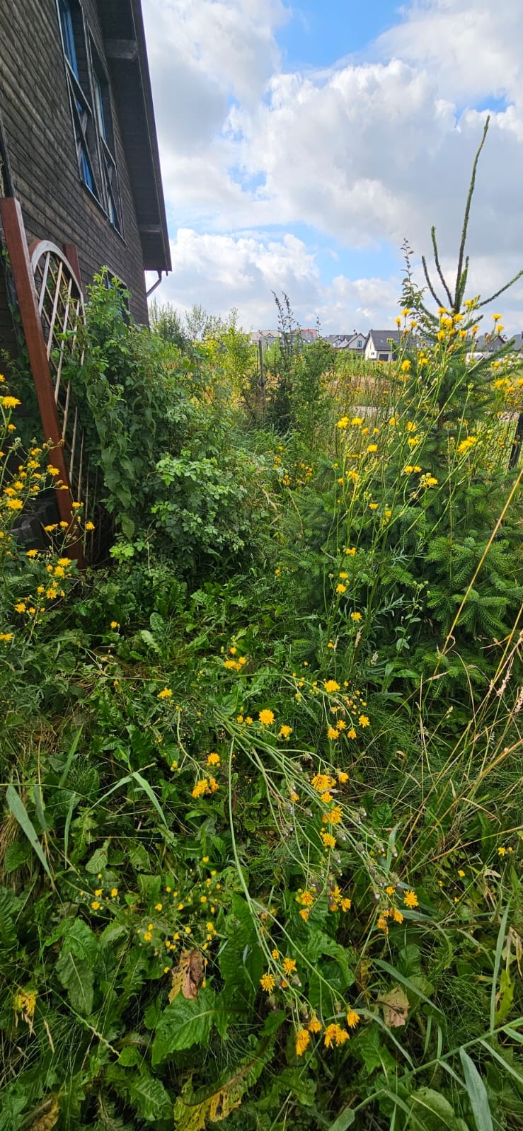 Zarośnięty ogród z wysoką trawą, chwastami i żółtymi kwiatami przy drewnianym domu z dekoracyjnym oknem. Zaniedbany teren z widokiem na inne domy w tle.