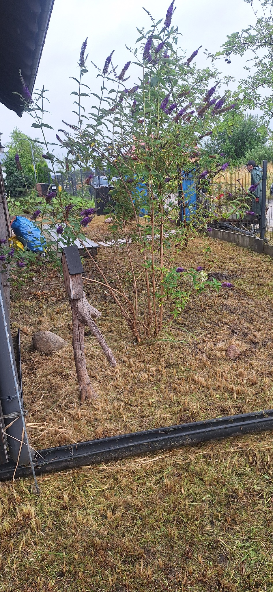 Ogród po koszeniu trawy z ozdobnym drzewem budleja i karmnikiem dla ptaków. Widoczny fragment rynny i ogrodzenia.