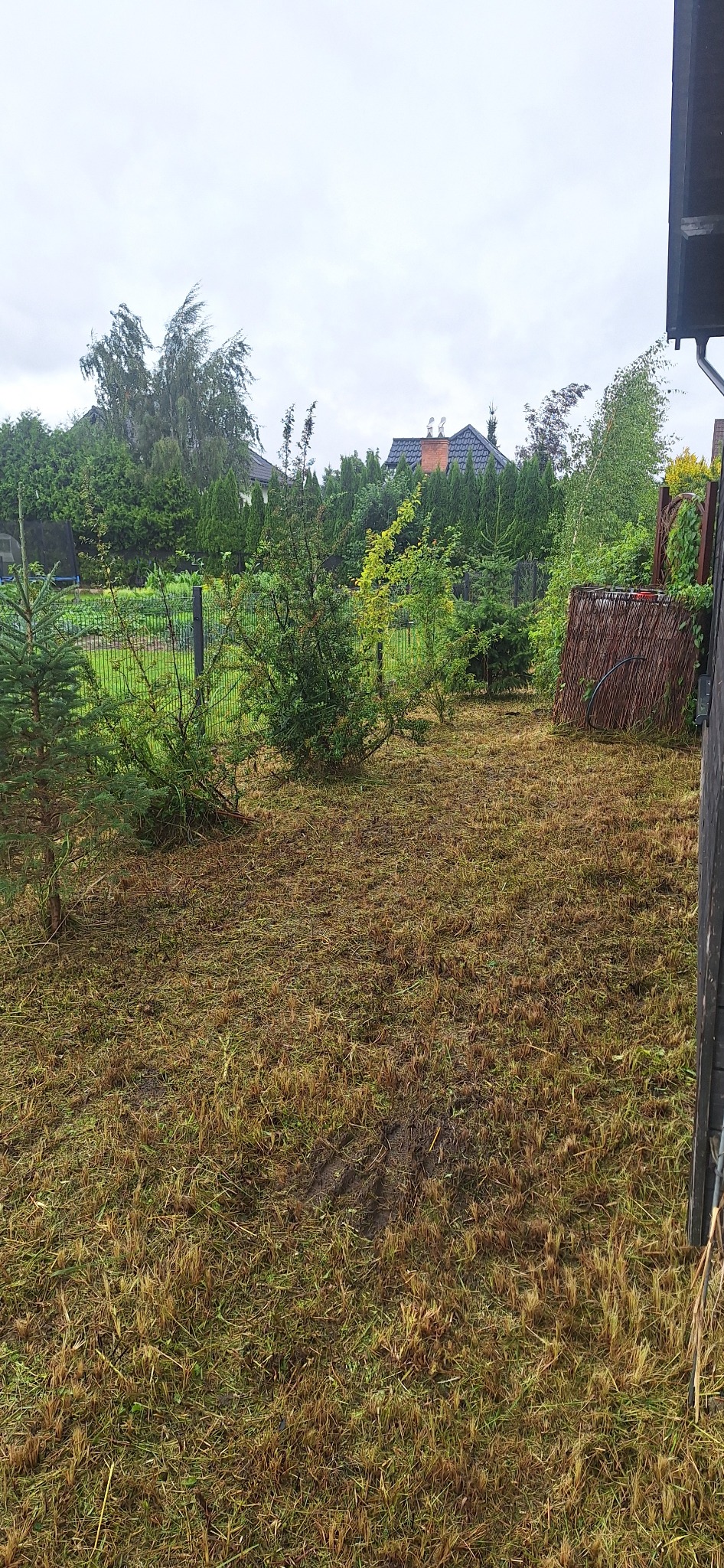 Świeżo skoszone trawnik z młodymi drzewkami iglastymi i liściastymi w tle, widoczne ślady opon, dzień pochmurny.