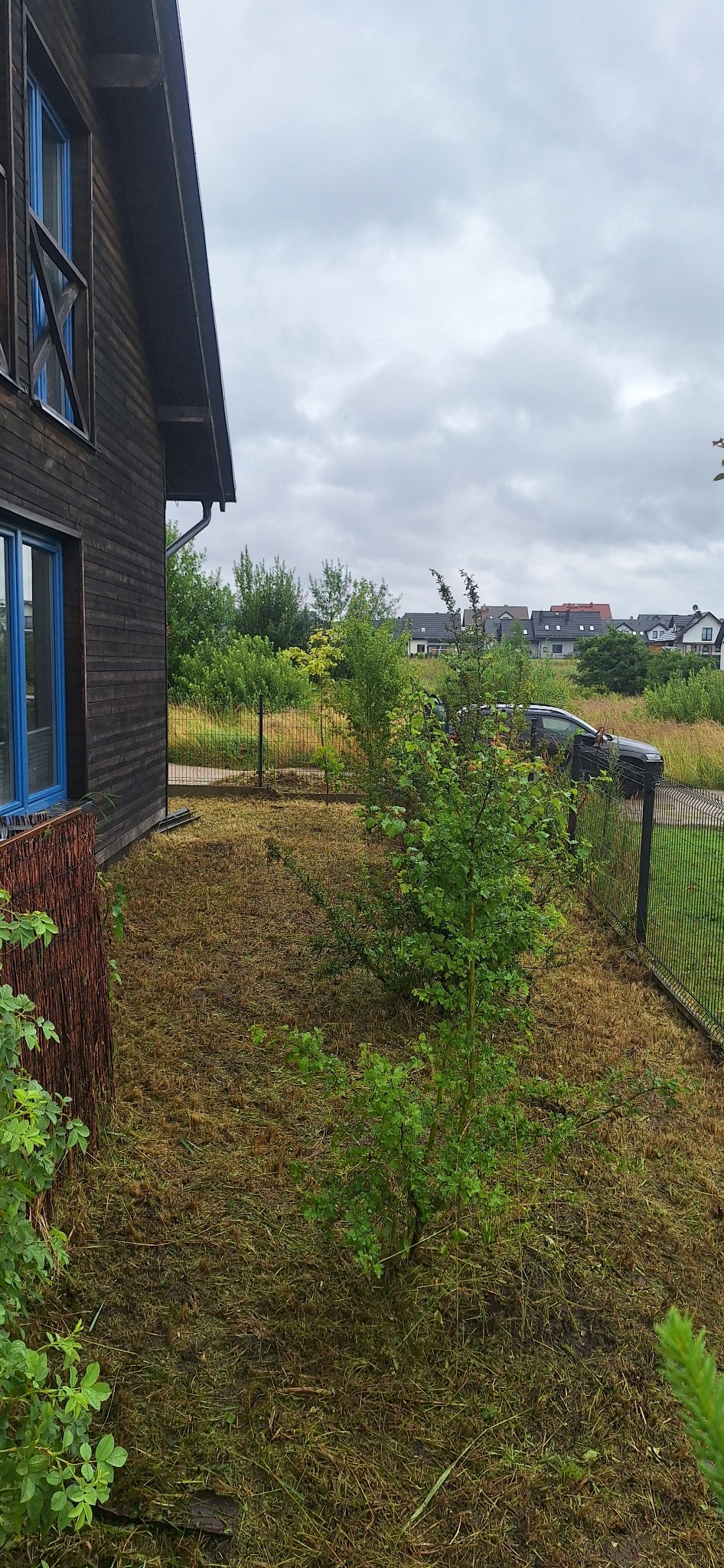 Ogród po koszeniu trawy, widoczne ścięte źdźbła. Drewniany dom z niebieskimi oknami w tle. Metalowe ogrodzenie oddziela posesję od drogi. Pochmurne niebo.