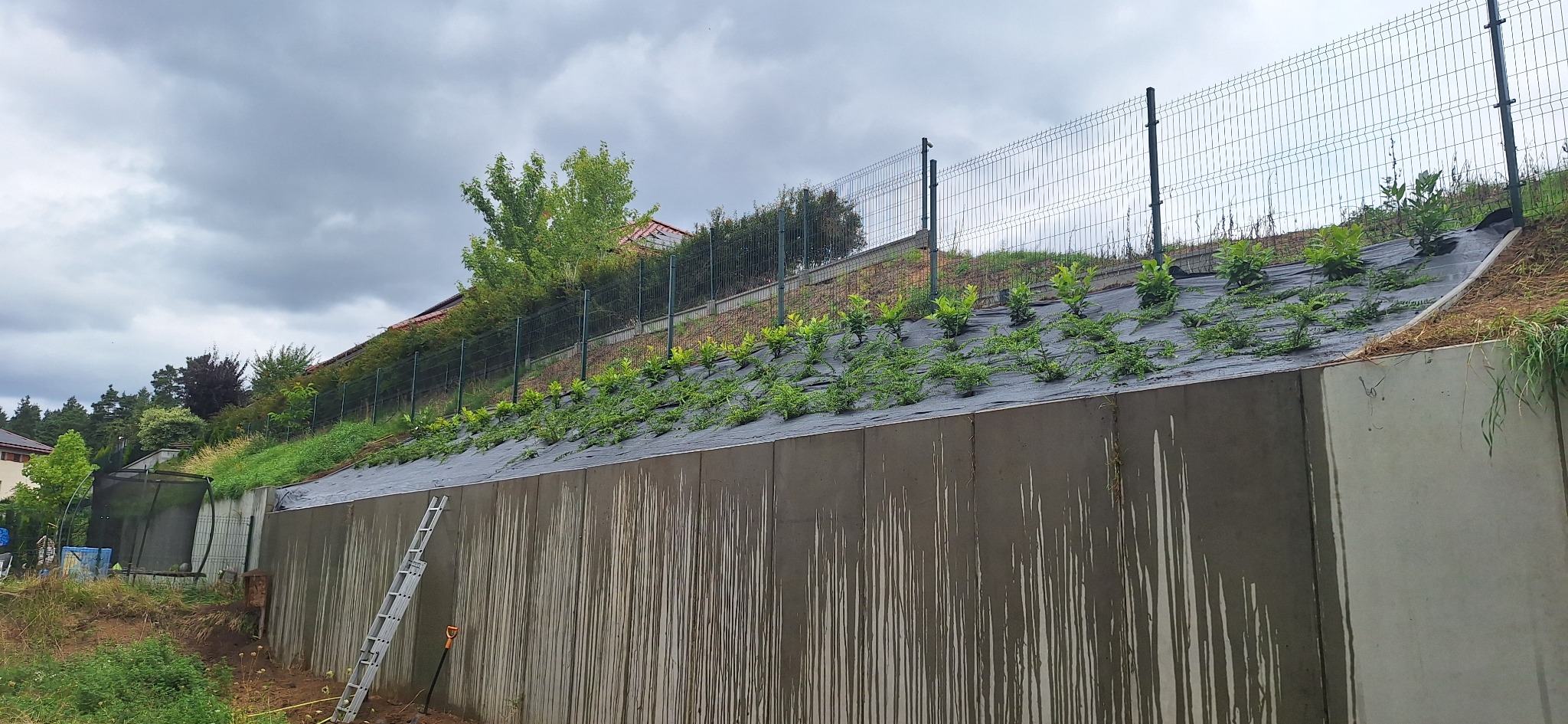 Skarpa zabezpieczona murem oporowym i agrowłókniną, obsadzona młodymi roślinami. W tle siatka ogrodzeniowa i zieleń. Na murze oporowym oparta drabina.