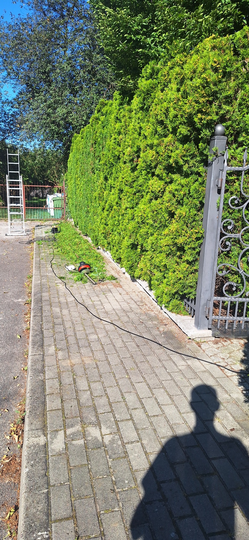 Formowany żywopłot z resztkami strzyżenia, nożyce elektryczne i drabina w tle. Widoczny cień osoby. Słoneczny dzień.