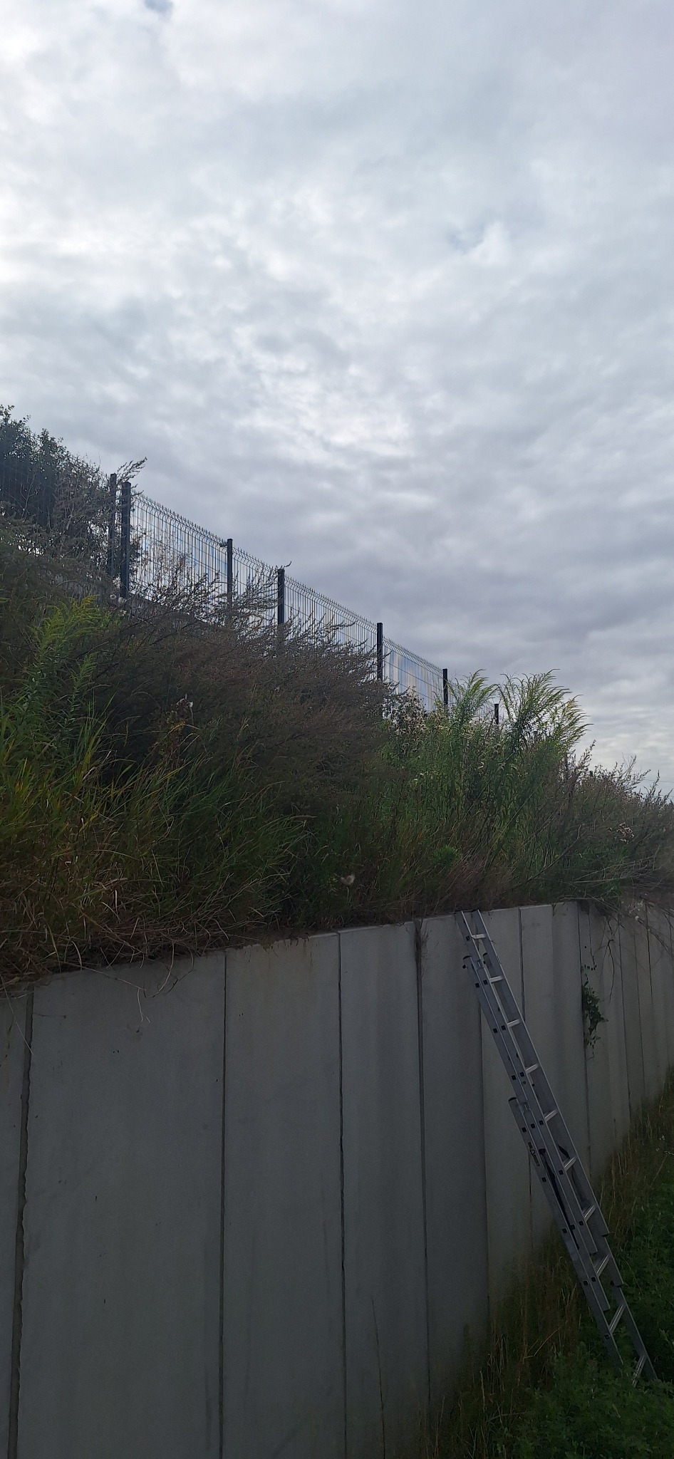 Betonowy mur oporowy porośnięty trawą i krzewami, z metalową drabinką opartą o ścianę. W tle widoczne metalowe ogrodzenie i pochmurne niebo.