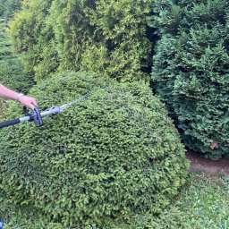 Ale Chopie - Sadzenie drzew i krzew&oacute;w