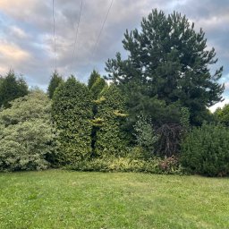 Sadzenie drzew Wodzisław Śląski 4