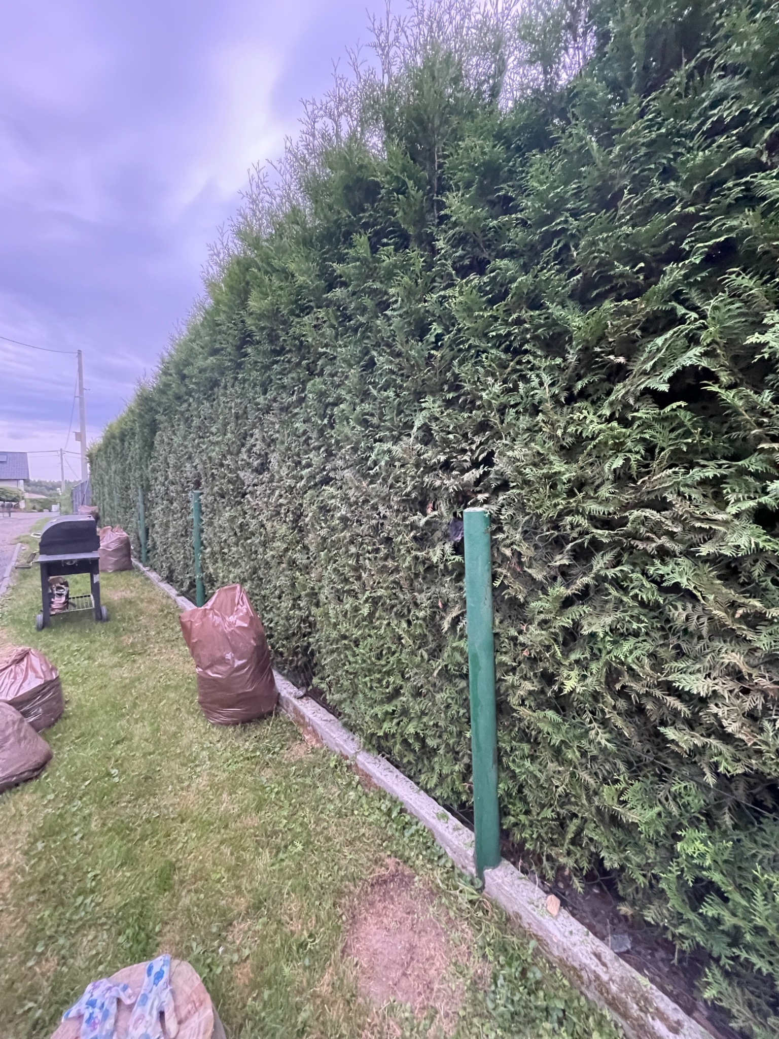 Wysoki, gęsty żywopłot z tui po formowaniu, z widocznymi workami z odpadami zielonymi i grillem w tle, na tle pochmurnego nieba.