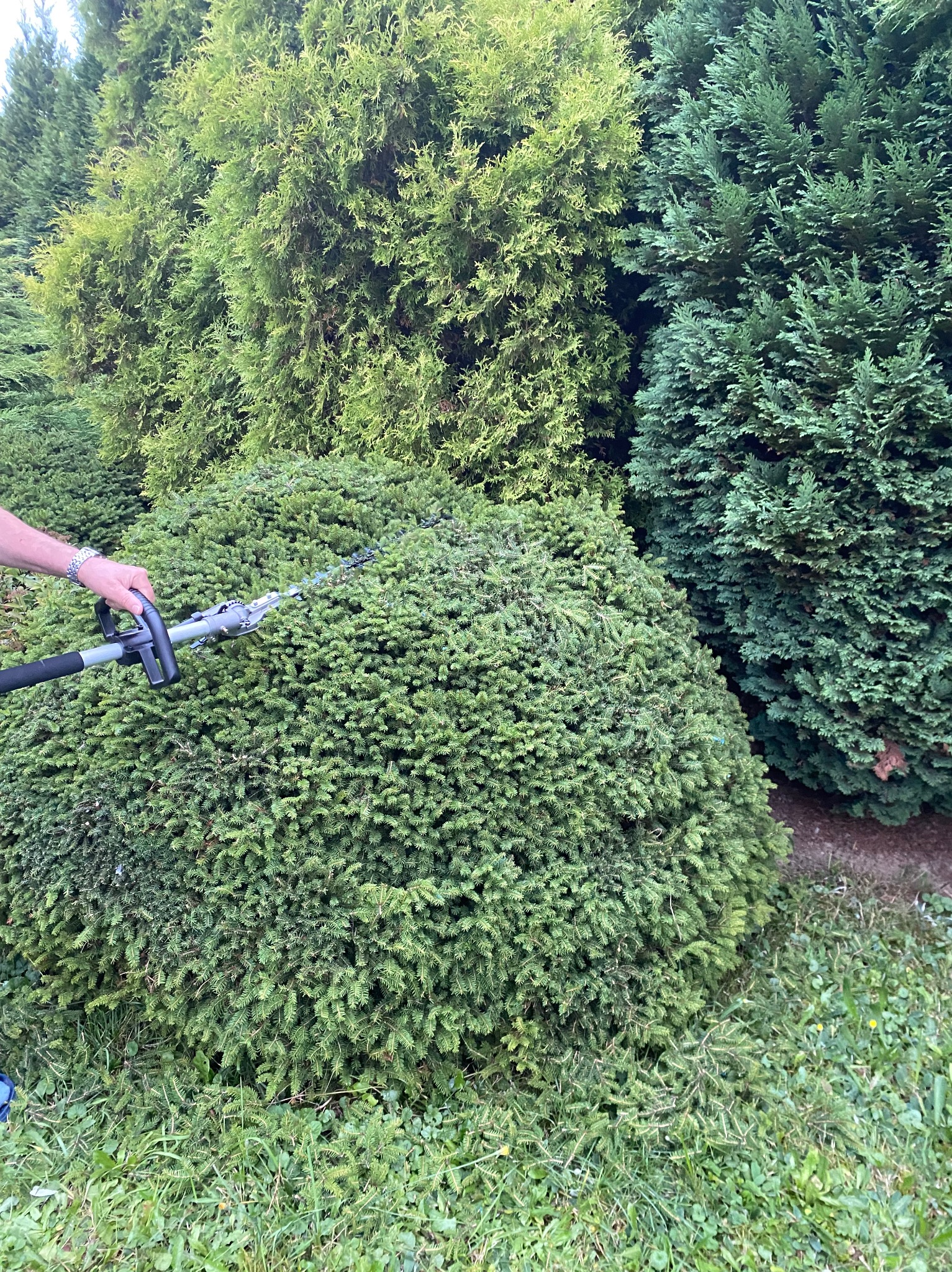 Przycinanie krzewu ozdobnego elektrycznymi nożycami przez ogrodnika. W tle rząd tuj. Krzew formowany w kulę. Widoczne świeżo przycięte gałązki.