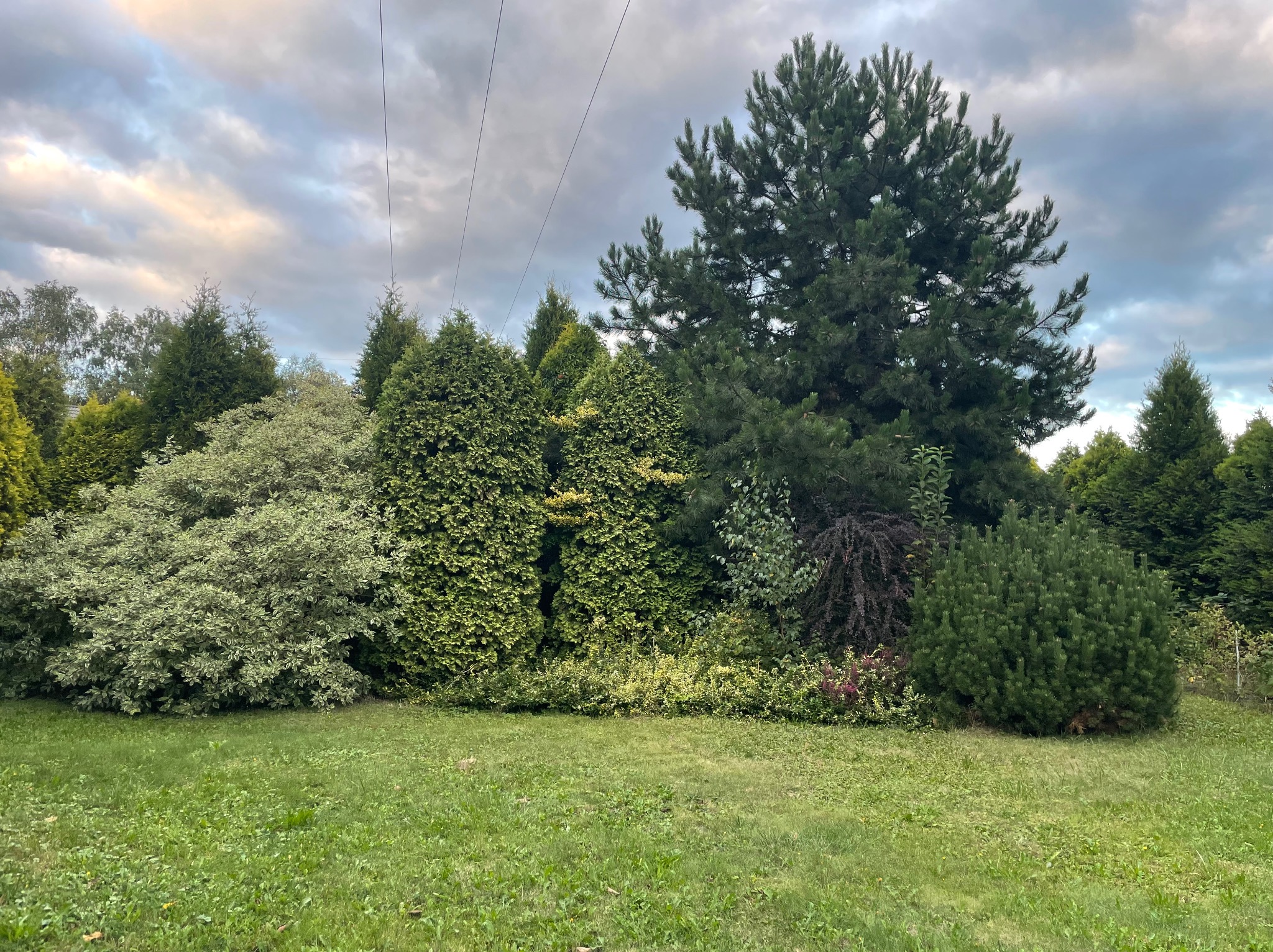 Zadbany ogród z różnorodnymi krzewami i drzewami iglastymi pod pochmurnym niebem. Widoczne linie energetyczne. Zieleń trawnika i bogata roślinność.