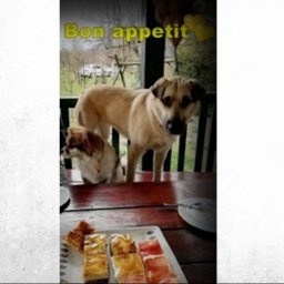 teren posesji dodatkowo zabezpieczony