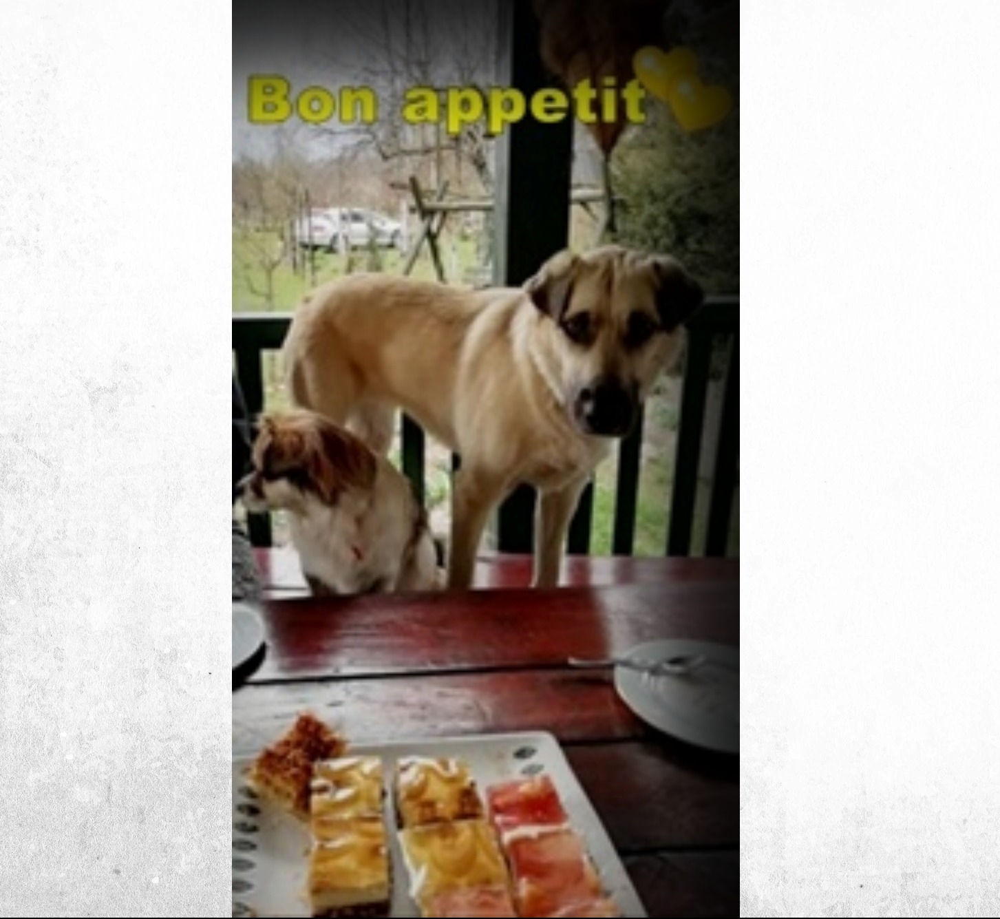 teren posesji dodatkowo zabezpieczony