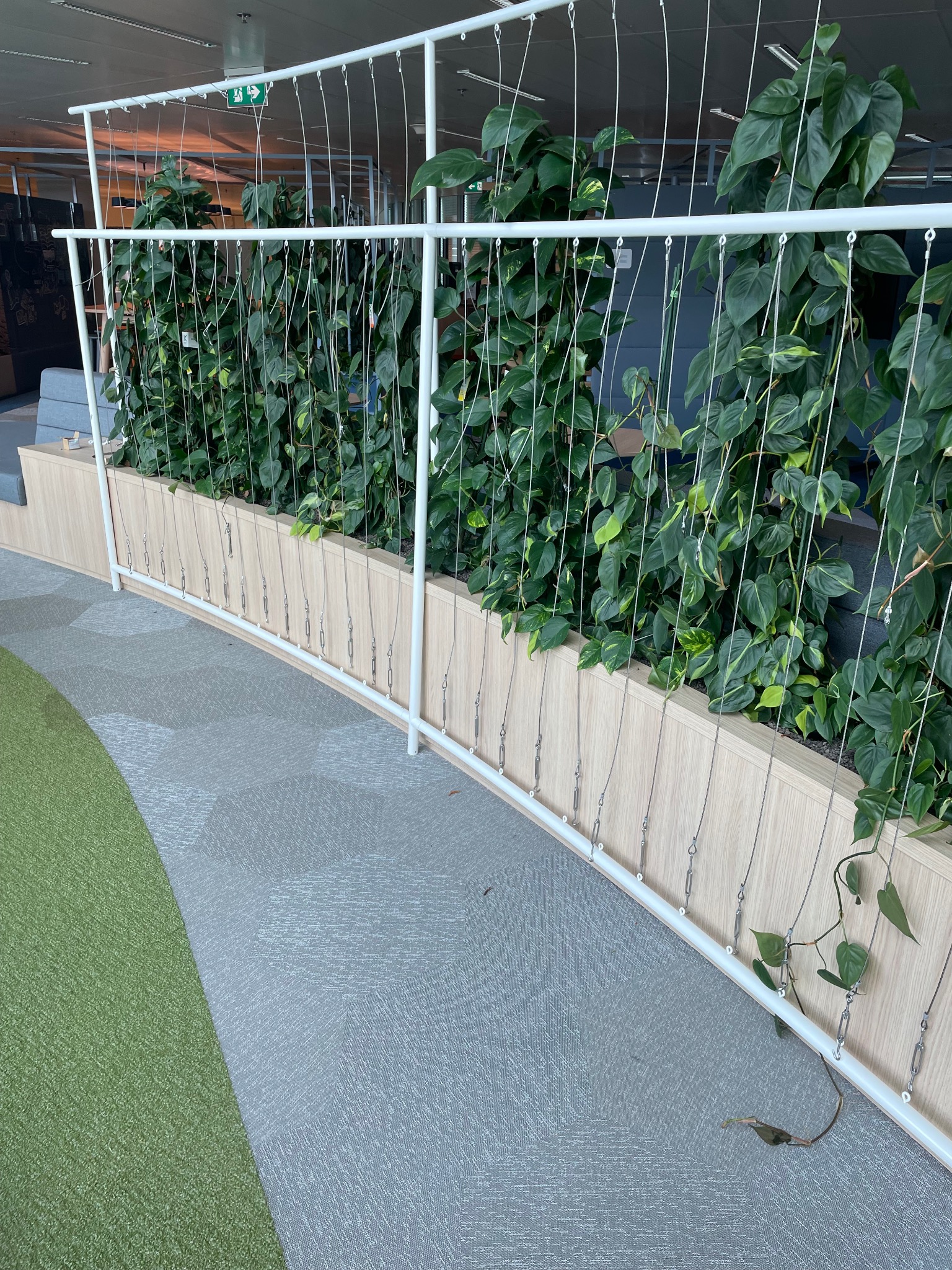 Nowoczesna aranżacja wnętrza biura z roślinami pnącymi na metalowej konstrukcji. Jasne drewno i szara wykładzina tworzą spójną całość.