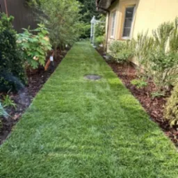 Świeżo ułożona trawa z rolki wzdłuż ścieżki w ogrodzie w Pruszkowie, z widocznym systemem nawadniania i zadbaną roślinnością po bokach.