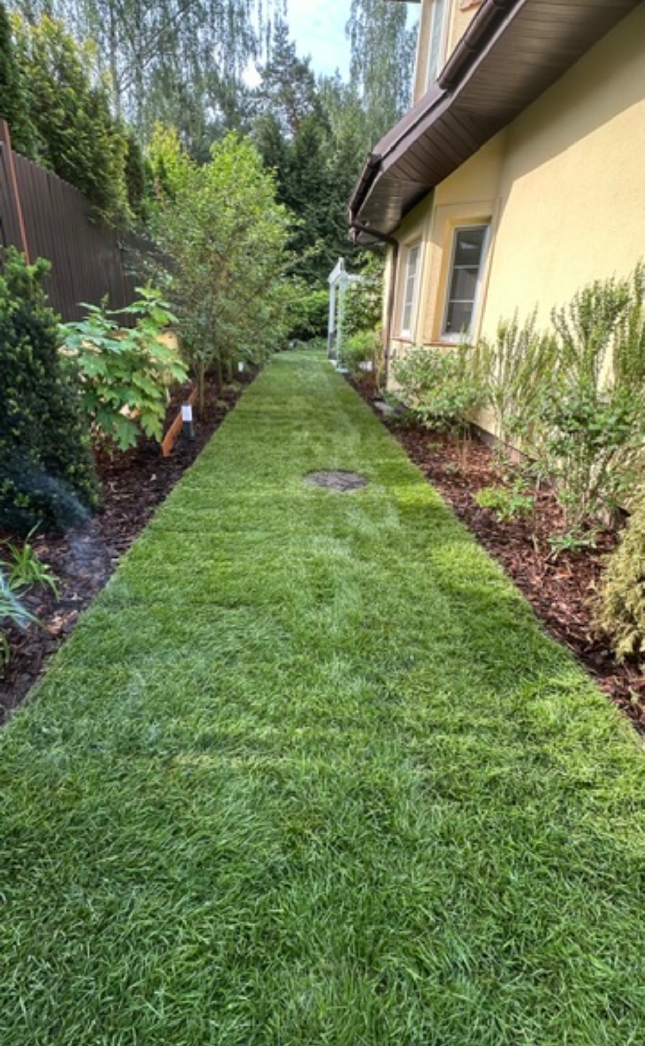 Świeżo ułożona trawa z rolki wzdłuż ścieżki w ogrodzie w Pruszkowie, z widocznym systemem nawadniania i zadbaną roślinnością po bokach.