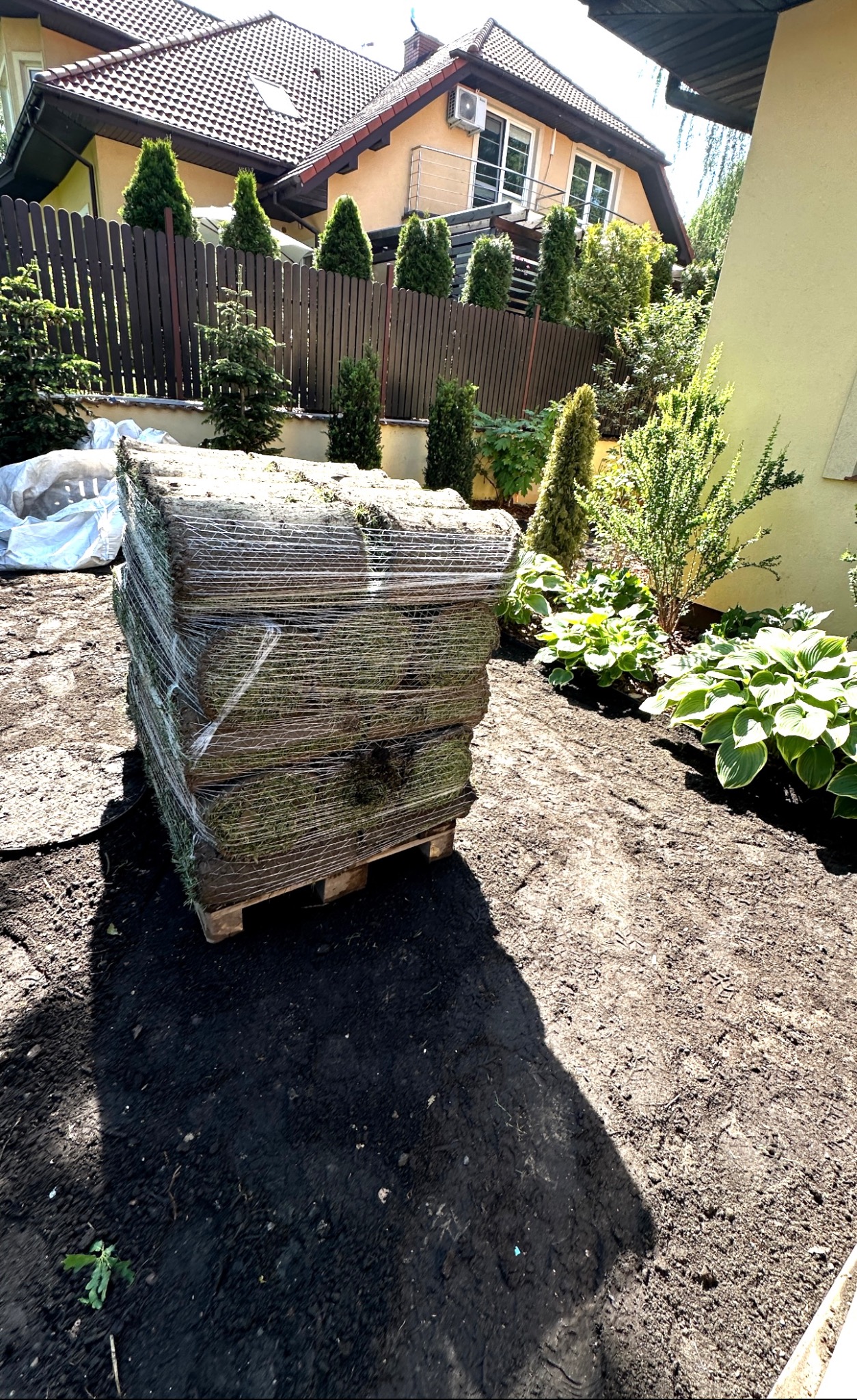 Paleta z trawą w rolkach na przygotowanym podłożu, w tle zielony ogród z tujami i dom z beżową elewacją.