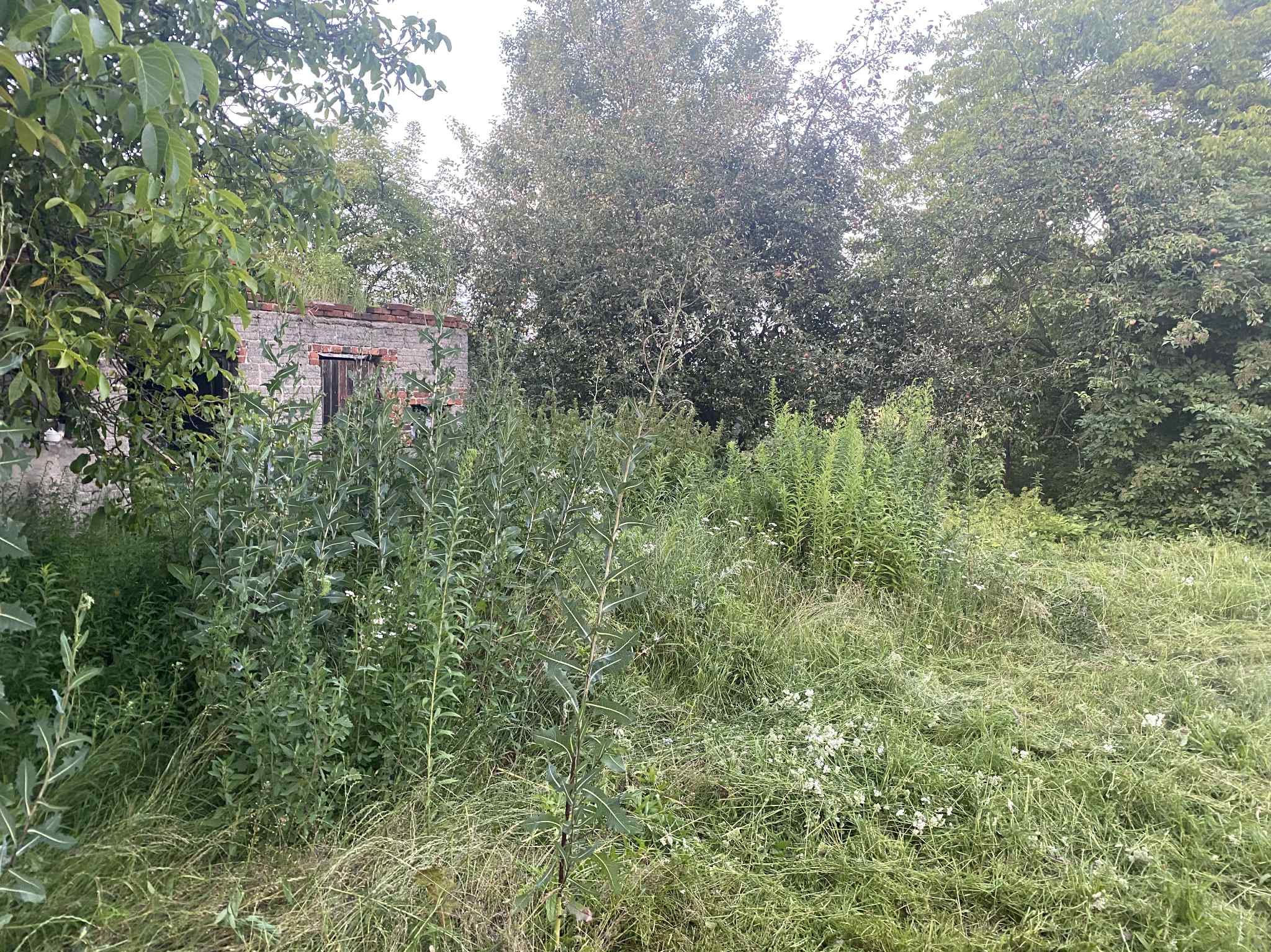 Zarośnięty ogród z wysoką trawą i chwastami, zaniedbany teren z widoczną starą, ceglaną budowlą w tle, częściowo zasłoniętą przez roślinność.