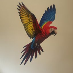 Wallplex - Malowidło na ścianie przedstawia kolorową papugę Ara w locie, z rozłożonymi skrzydłami. Widoczne detale upierzenia i jasne tło ściany.