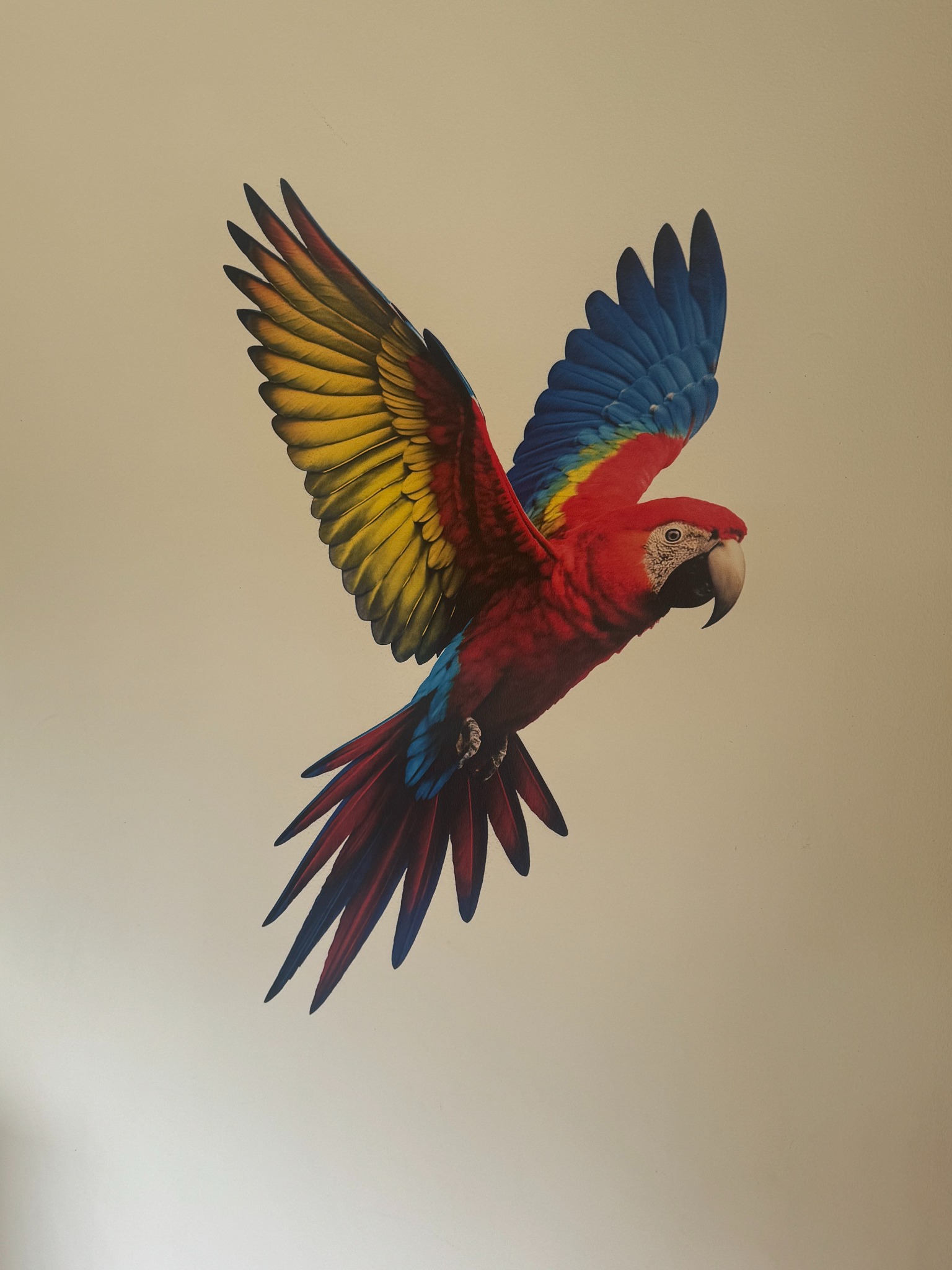 Malowidło na ścianie przedstawia kolorową papugę Ara w locie, z rozłożonymi skrzydłami. Widoczne detale upierzenia i jasne tło ściany.