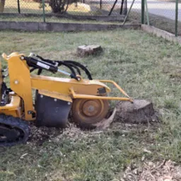 Żółta frezarka do pni drzew w trakcie pracy. Wokół pnia leżą wióry, a w tle widać ogrodzenie i trawę.