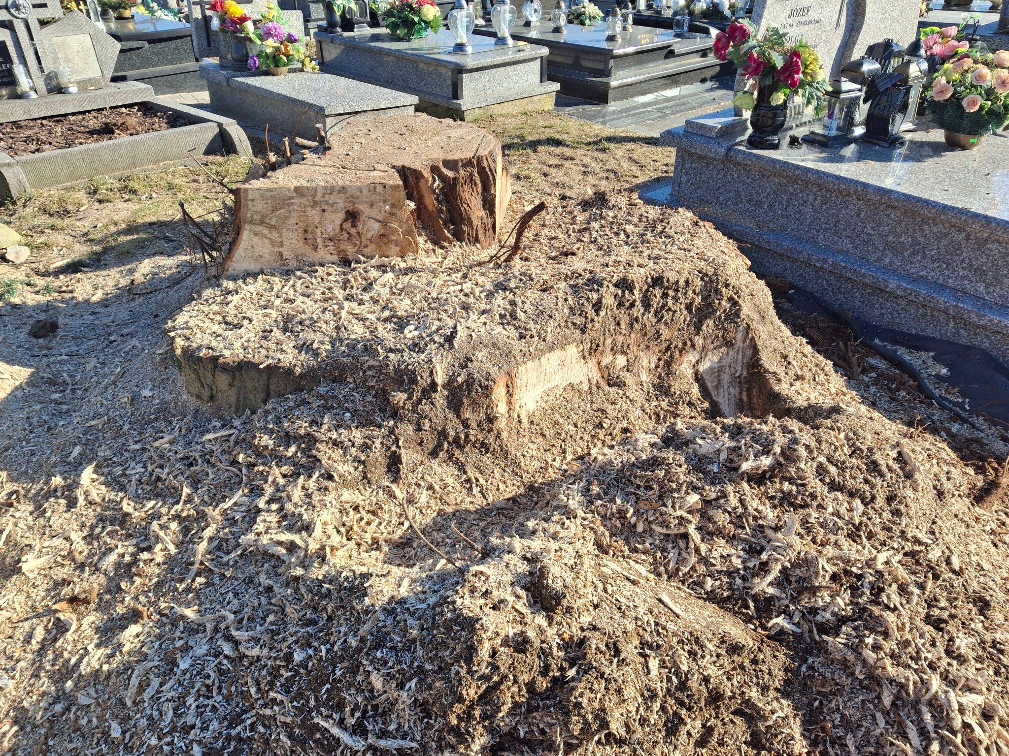 Pozostałość po ściętym drzewie na cmentarzu, wióry drzewne rozsypane wokół pnia, nagrobki w tle. Słoneczny dzień.