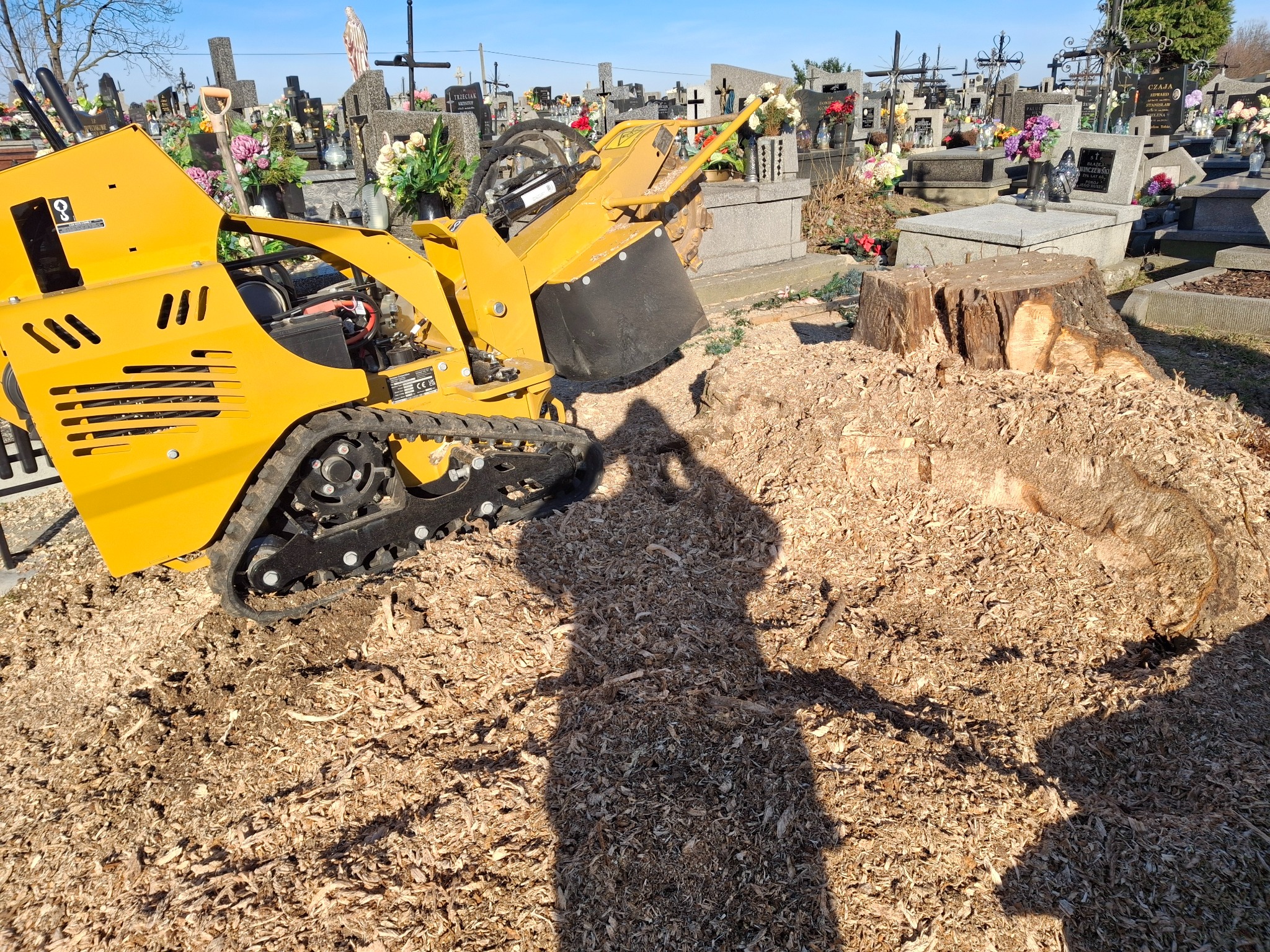 Żółta frezarka do pni drzew na gąsienicach, obok ścięty pień i sterta wiórów na cmentarzu, cień osoby na pierwszym planie.