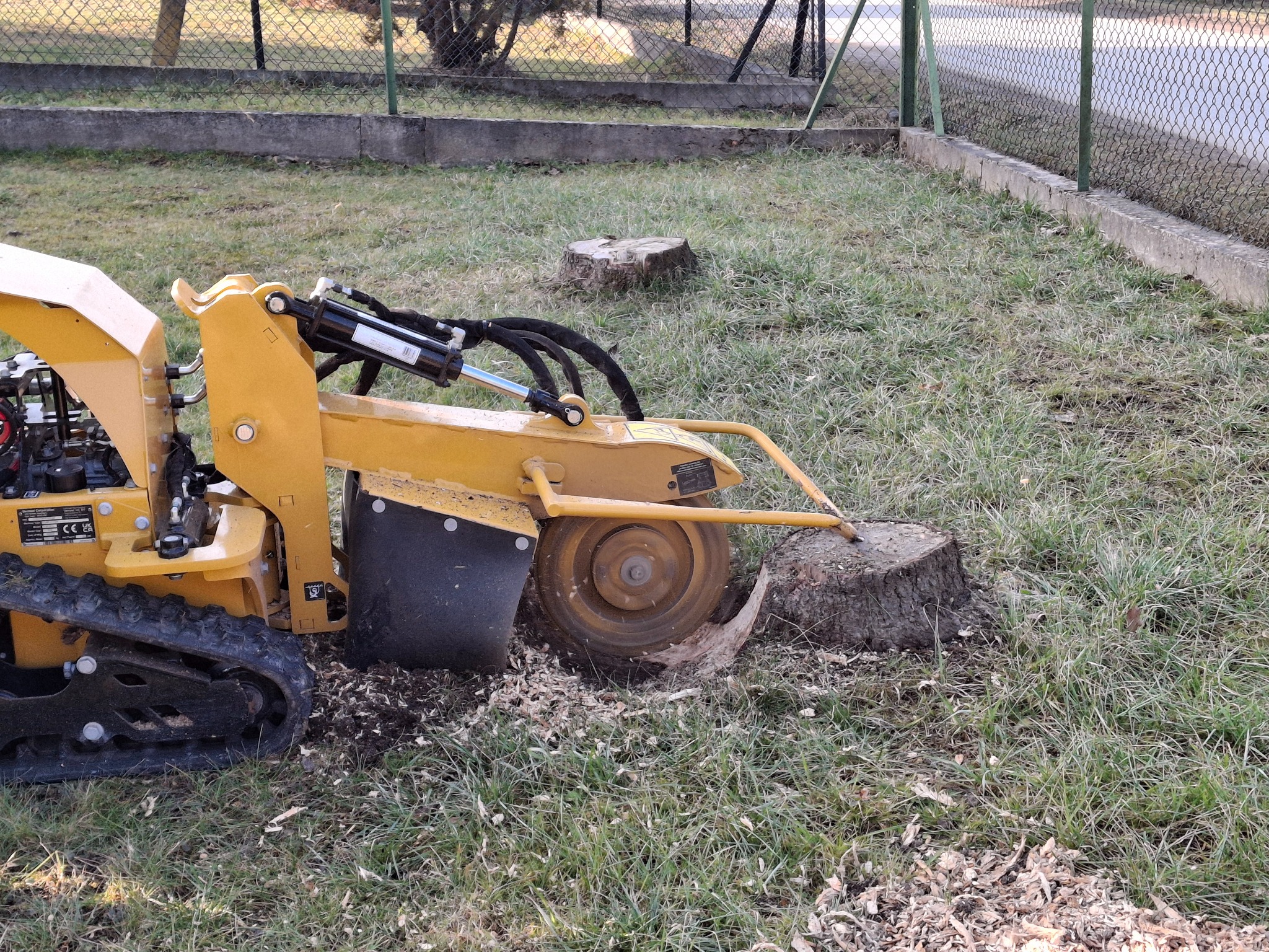Żółta frezarka do pni drzew w trakcie pracy. Wokół pnia leżą wióry, a w tle widać ogrodzenie i trawę.