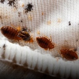 Dezynsekcja i deratyzacja Olsztyn 1