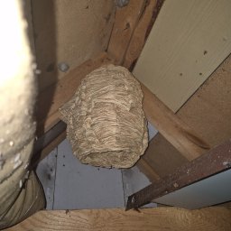 Dezynsekcja i deratyzacja Ełk 1