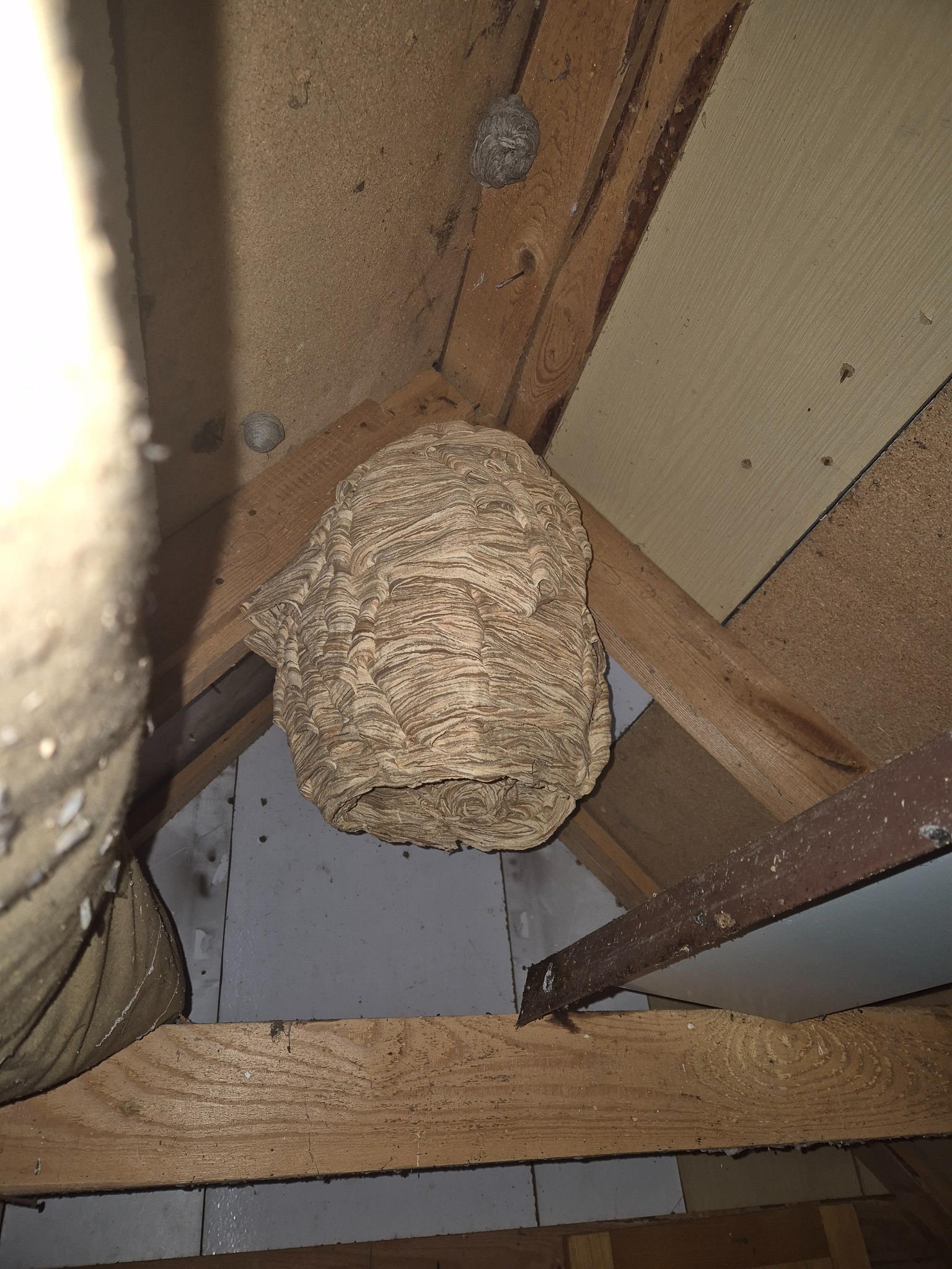 Gniazdo os w drewnianej konstrukcji poddasza, widoczne warstwy budulca, małe gniazdo w tle. Perspektywa z dołu ukazuje złożoność struktury gniazda.