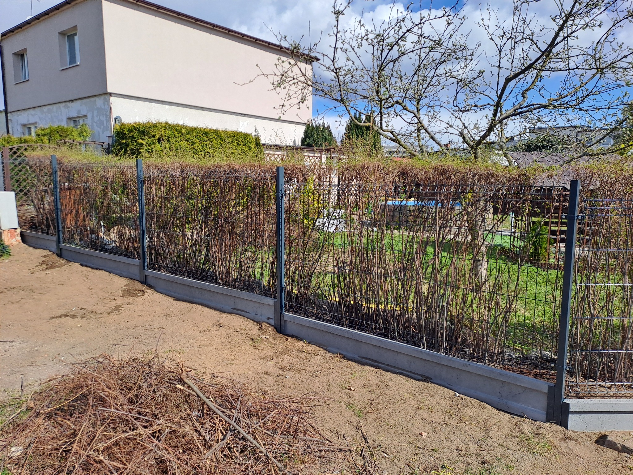 Nowoczesne ogrodzenie z paneli siatkowych i podmurówki betonowej, obsadzone żywopłotem. W tle budynek mieszkalny i błękitne niebo z chmurami. Na pierwszym planie gałęzie.