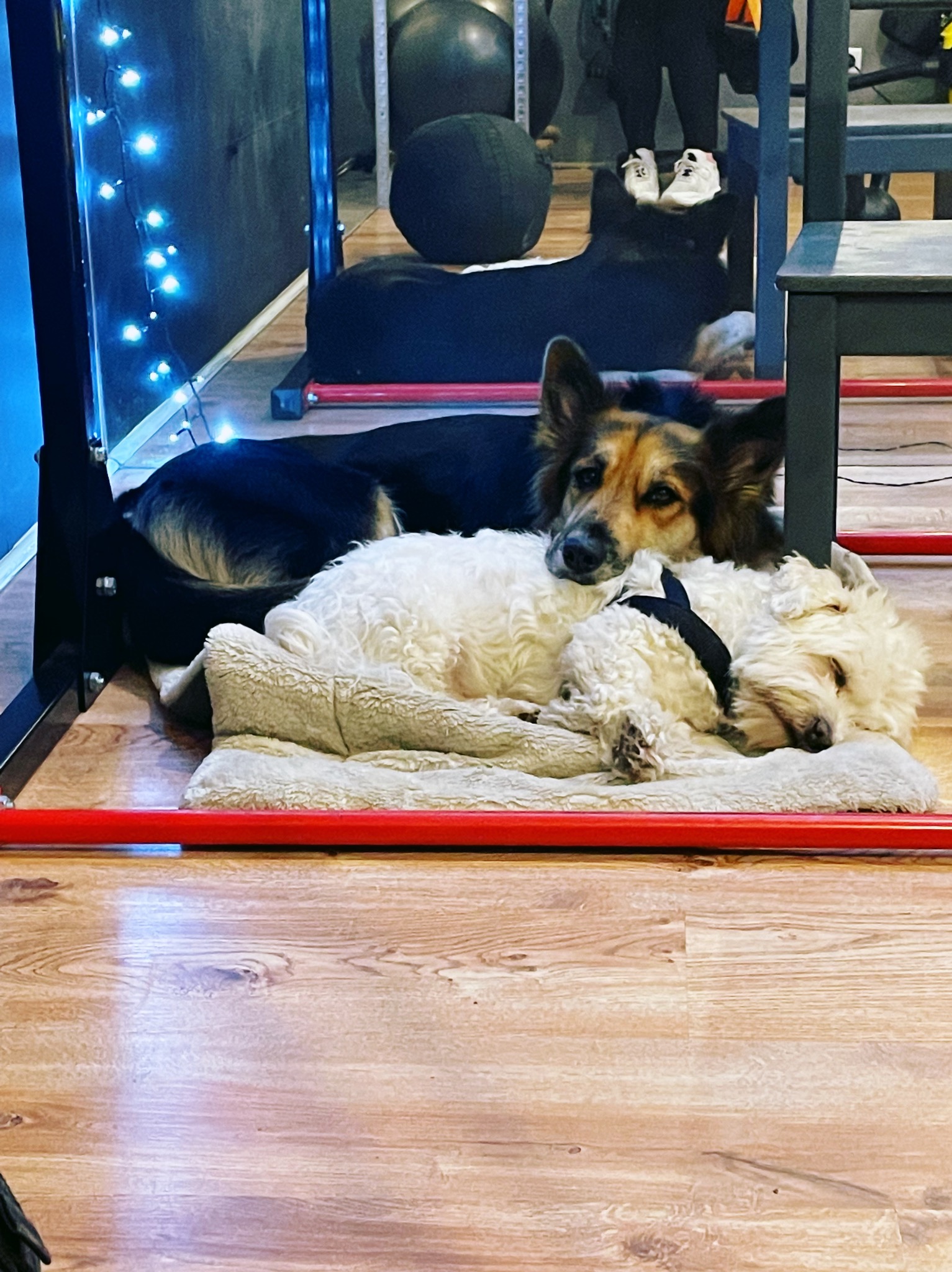 Dwa psy odpoczywają na macie w siłowni, pod sprzętem do ćwiczeń. Jeden pies leży na drugim. W tle widoczny sprzęt i osoba w sportowych butach.