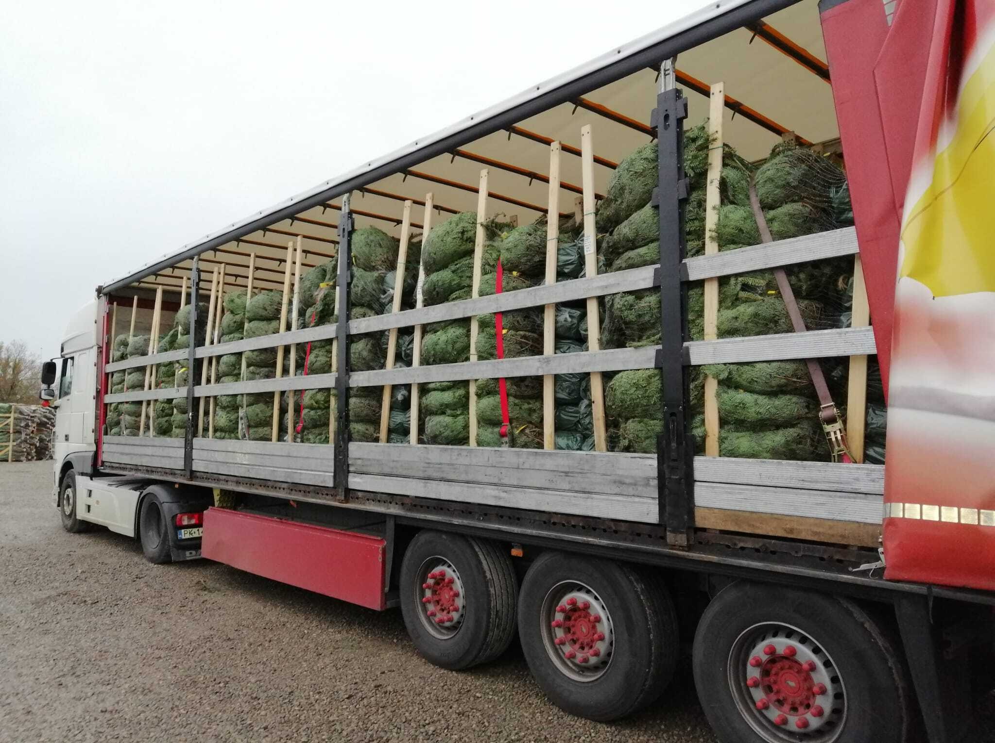 Ciężarówka z otwartą naczepą przewozi zapakowane choinki, zabezpieczone drewnianymi belkami i pasami. Widok z boku, na szarym tle nieba.