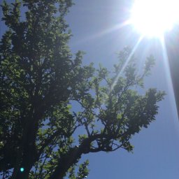 Wycinka drzew Poznań 1